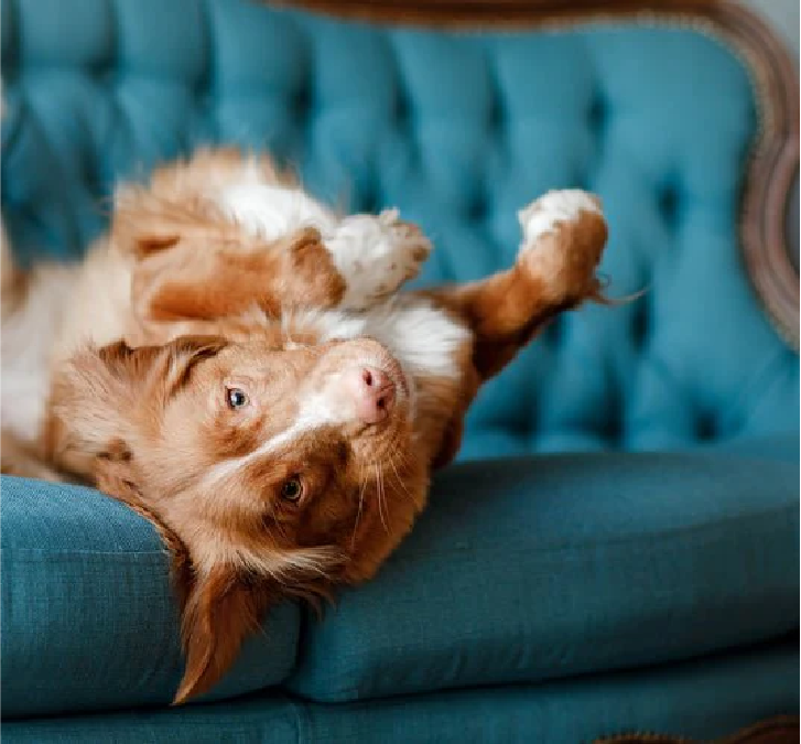 Dog relaxing on teal sofa